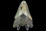 Fossil Megalodon Tooth - North Carolina #108903-2